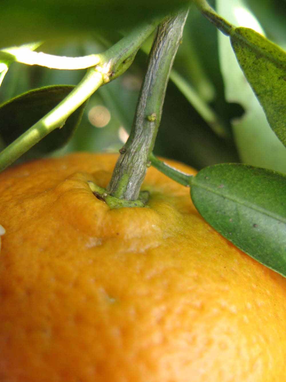              Fruit (Winter Haven, FL)       